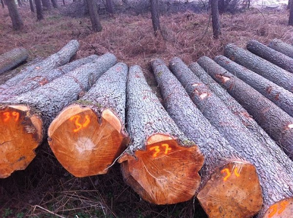 Natural wood