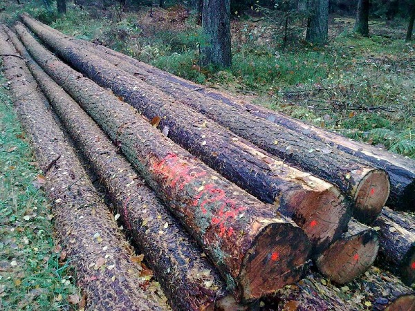 Pine wood