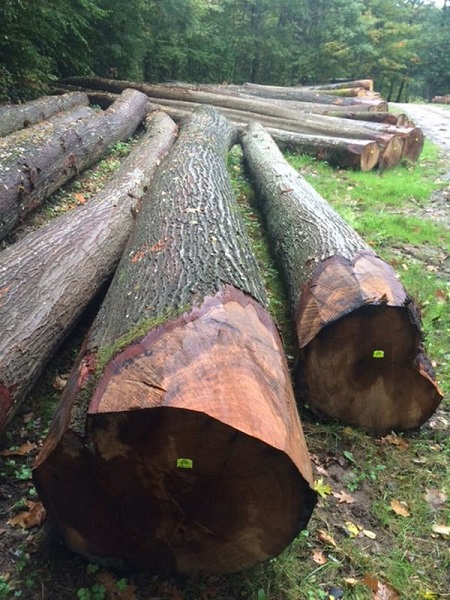 Red oak