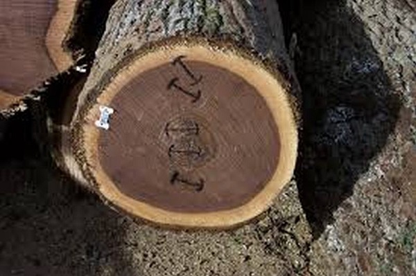 Walnut wood