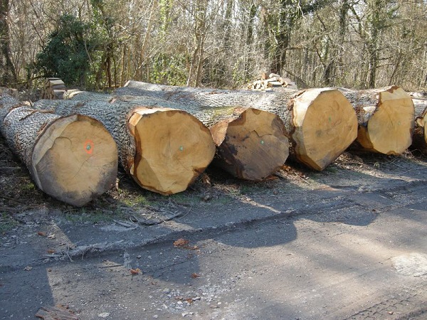 White oak