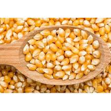Corn Seeds