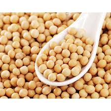 Soybean Seed