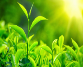 Green tea