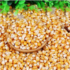 Imported Corn Seeds