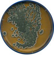Malt extract agar