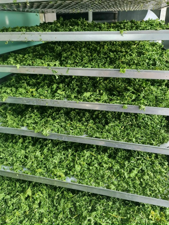 Kale powder