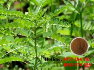 Gripeweed powder