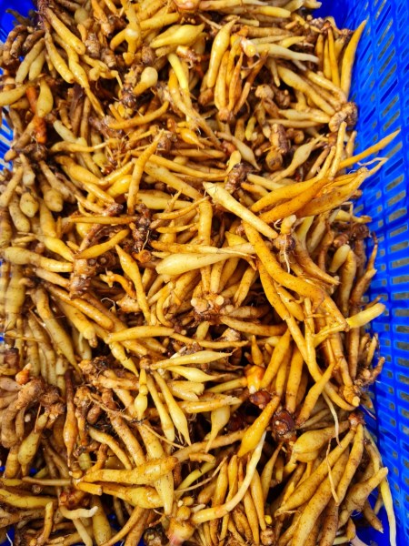 Finger root