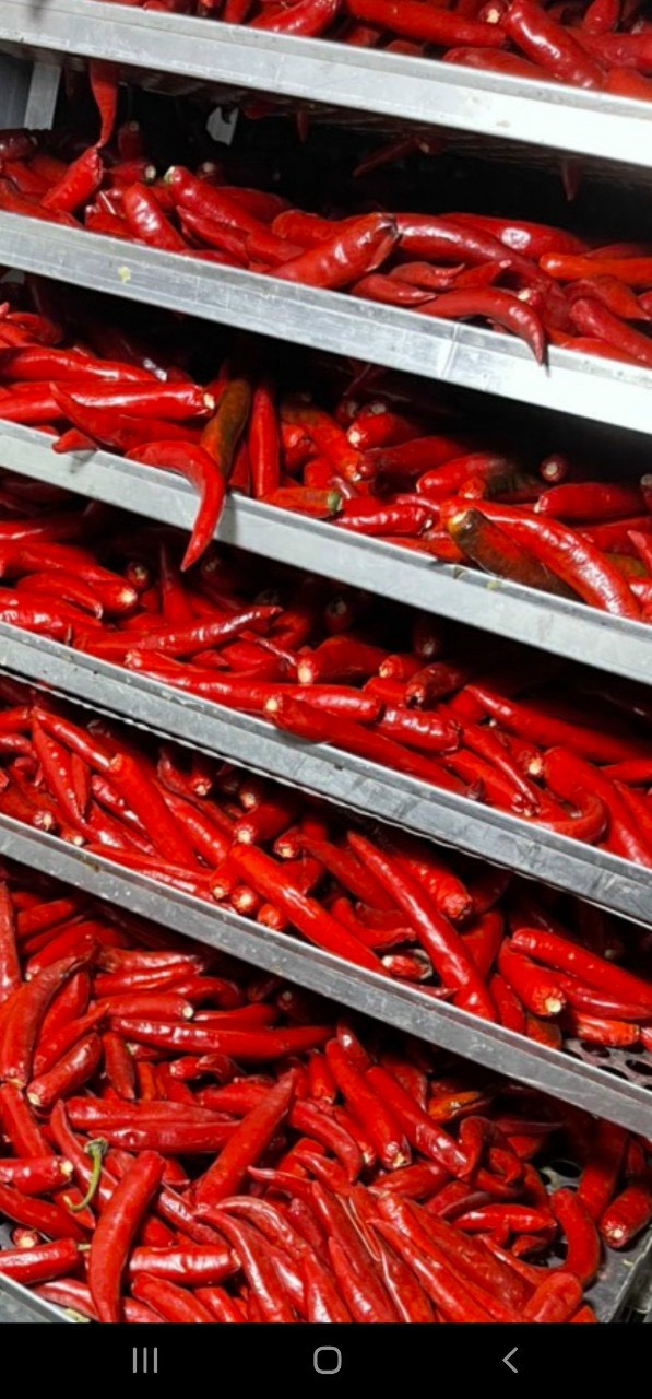 Dried chili