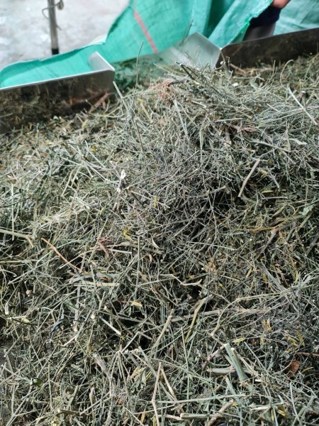 Green chiretta