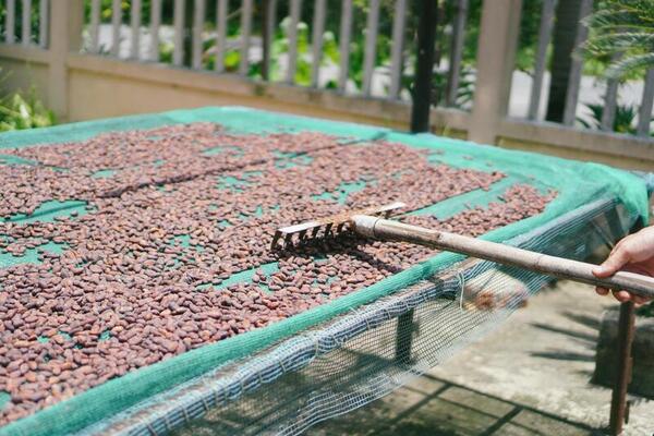 Ca Cao Xuan Ron Cho Gao Chocolate Factory