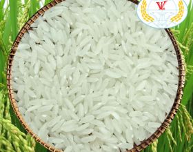 504 Rice