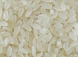 Japonica Rice