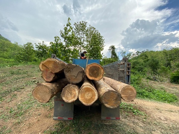 Raw Material Teak Wood