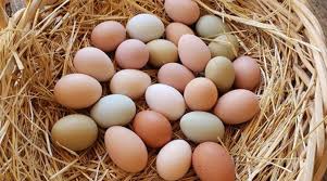 Chicken egg