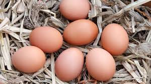 Chicken egg