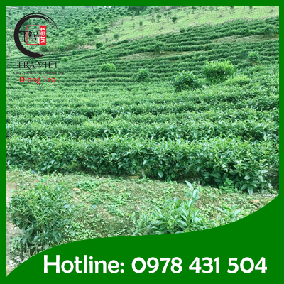 Muong Khuong Tea Plantation