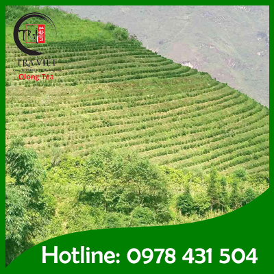 Muong Khuong Tea Plantation