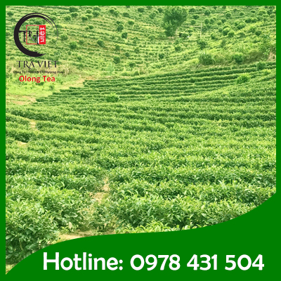 Muong Khuong Tea Plantation