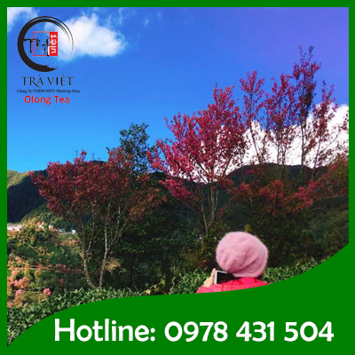 Muong Khuong Tea Plantation