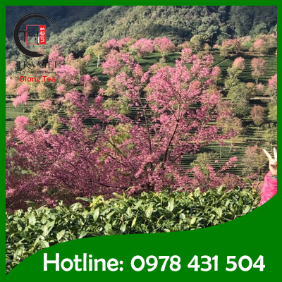 Muong Khuong Tea Plantation