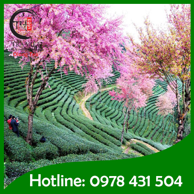 Muong Khuong Tea Plantation