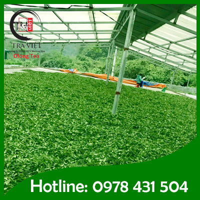 Export Tea