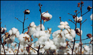 Raw cotton