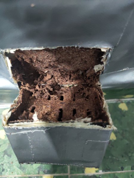 Termite control services
