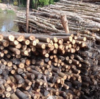 Eucalyptus timber pile for construction rafter fixture