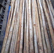 Eucalyptus timber pile - 8-10 cm diameter, 7m tall