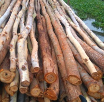 Eucalyptus timber pile - 6-8cm diameter, 7m tall