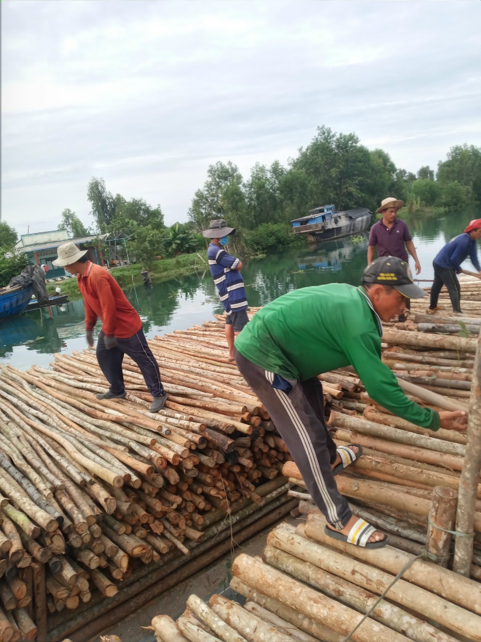 Eucalyptus timber pile