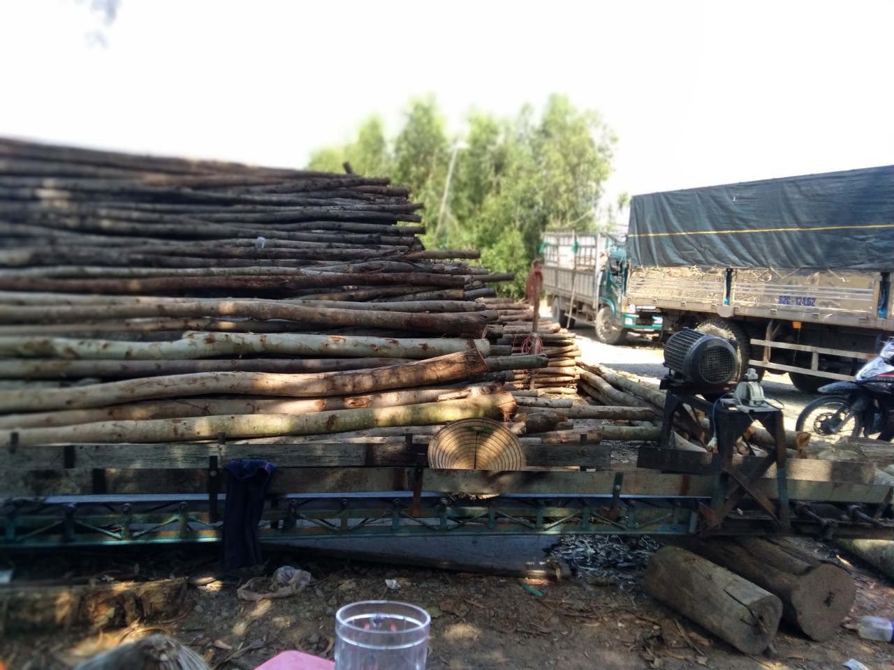 Eucalyptus timber pile
