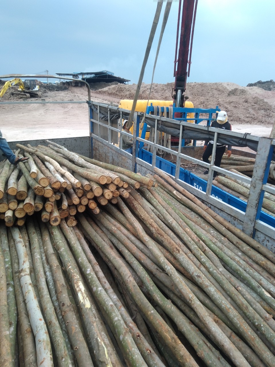 Eucalyptus timber pile