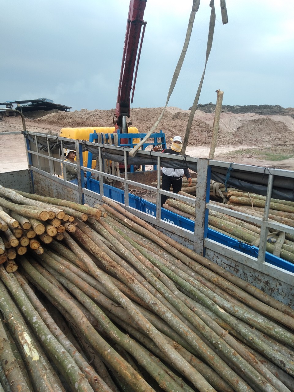 Eucalyptus timber pile