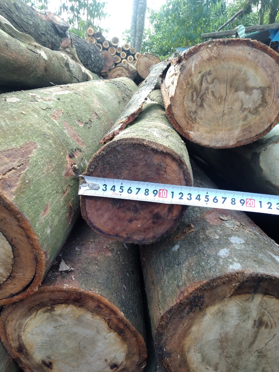 Eucalyptus timber pile