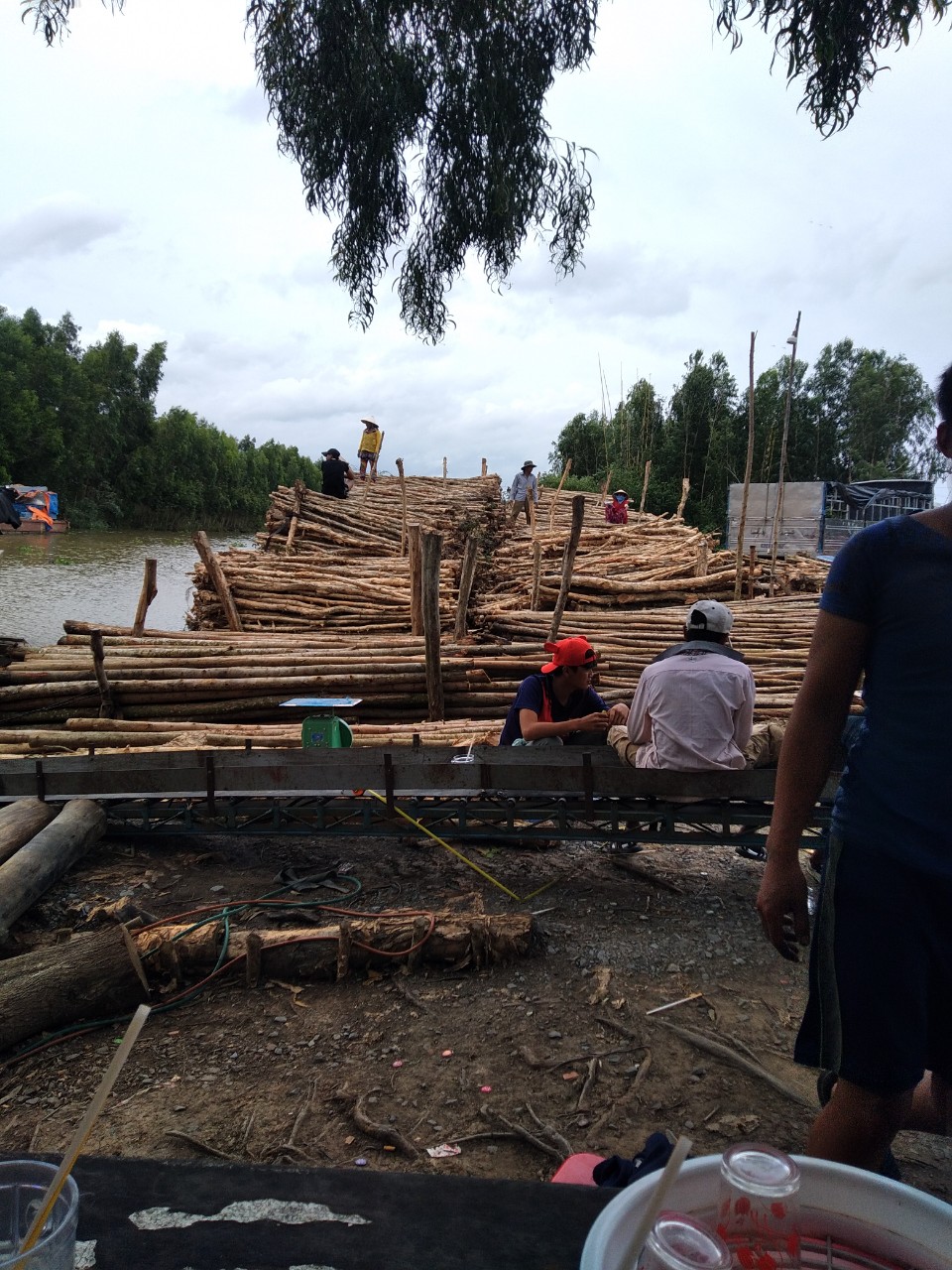 Eucalyptus timber pile