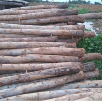Eucalyptus timber pile - 12-14cm diameter, 7m tall