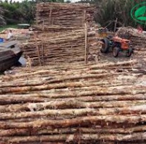 Melaleuca timber pile - 4-6 cm diameter, 4-4,5 m tall