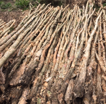 Melaleuca timber pile 5 cm