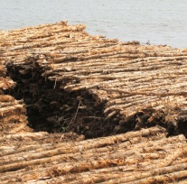 Melaleuca timber pile