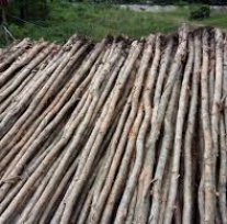 Melaleuca timber pile - 8-10cm