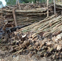 Melaleuca timber pile