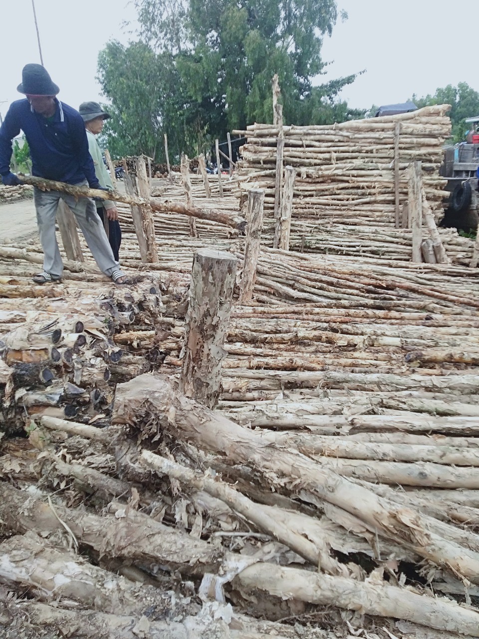 Melaleuca timber pile