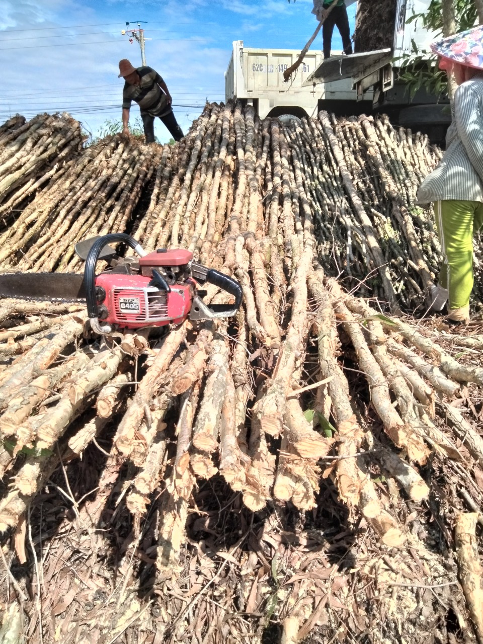 Melaleuca timber pile