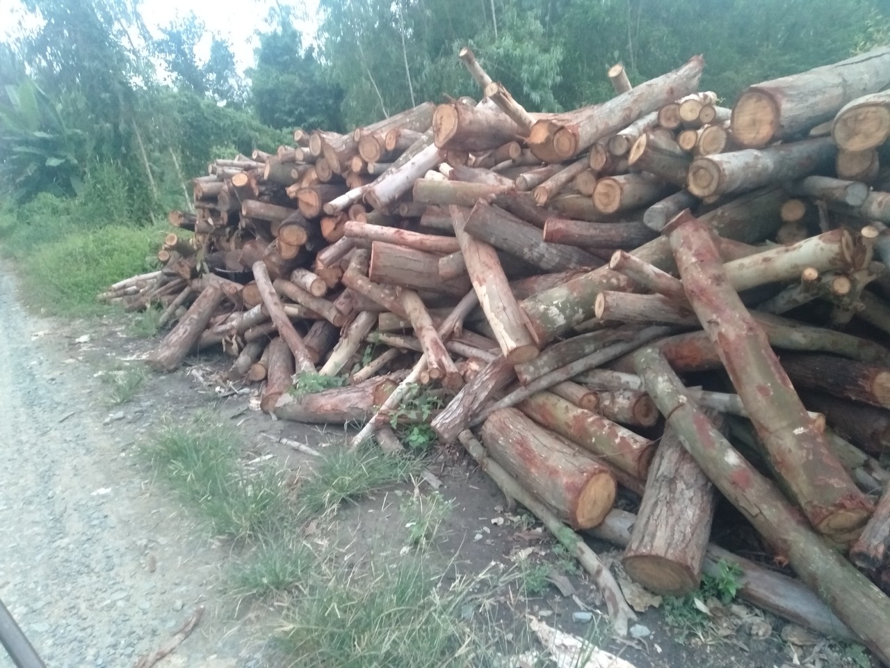 Melaleuca timber pile