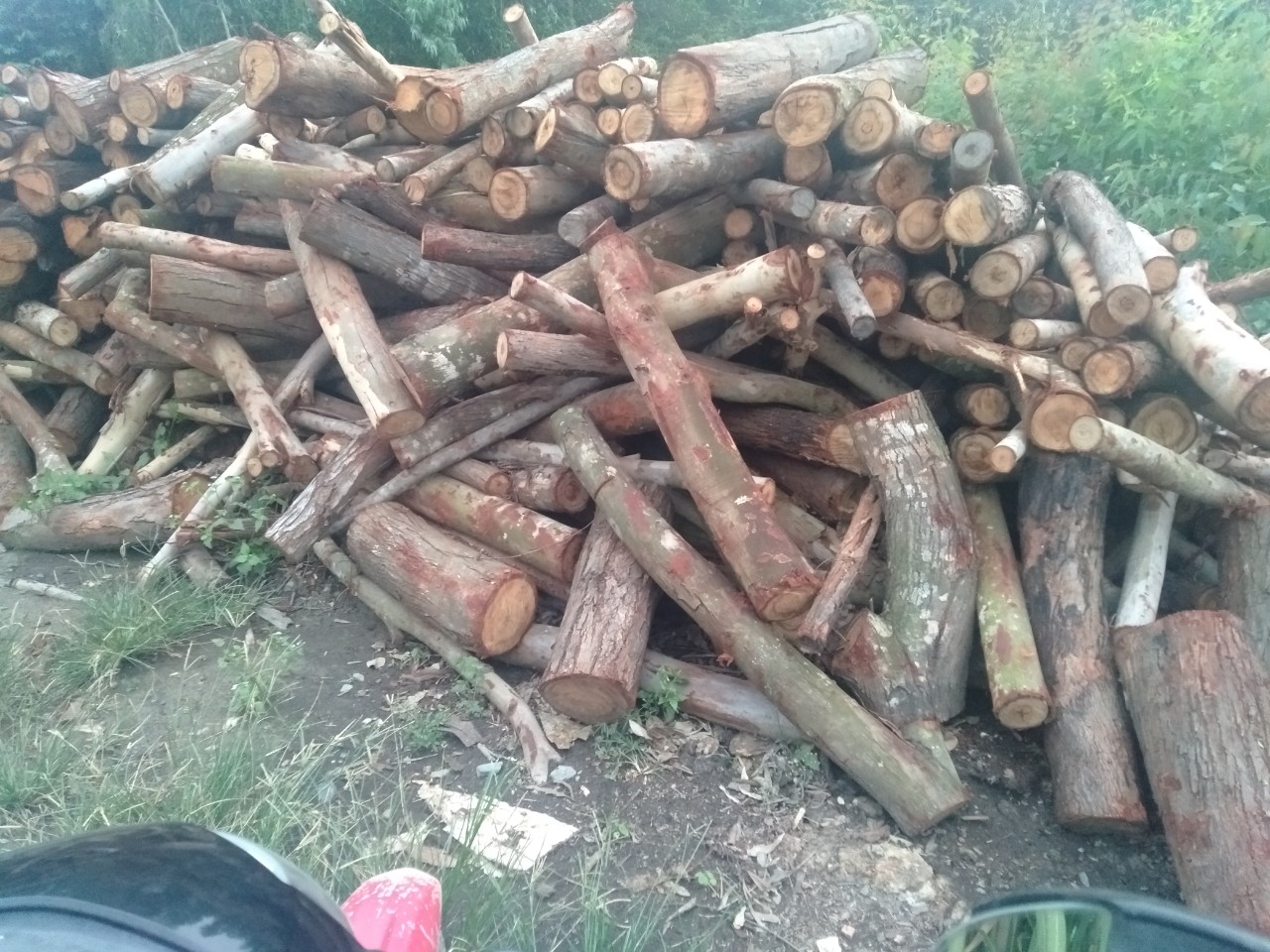 Melaleuca timber pile