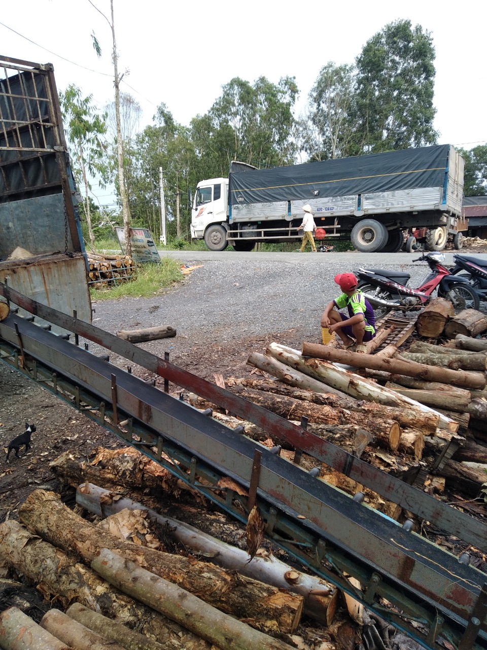 Melaleuca timber pile